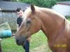 tomek2455
