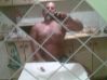 apacz65