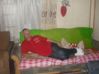 misiek